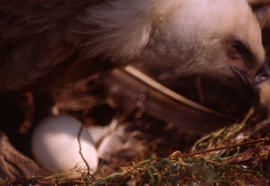 foto di grifone con uovo